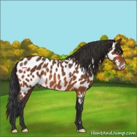 Horse Color:Bay Near Leopard 