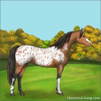Horse Color:Bay Appaloosa