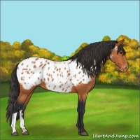 Horse Color:Bay Appaloosa 
