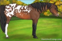 Horse Color:Bay Appaloosa