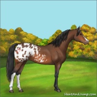 Horse Color:Bay Appaloosa