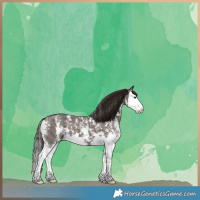 Horse Color:Liver Chestnut Sabino Splash 
