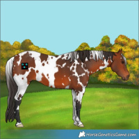 Horse Color:White Spotted Bay 