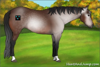 Horse Color:Gray Bay 