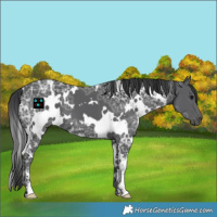 Horse Color:White Spotted Black Ice 