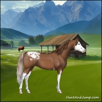 Horse Color:Chestnut Splash Appaloosa 