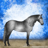 Horse Color:Gray Black 