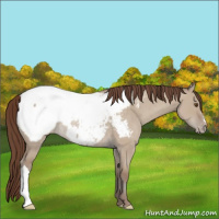 Horse Color:Classic Champagne Dun Near Fewspot Rabicano