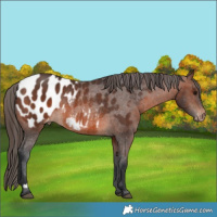 Horse Color:Brown Blanket Rabicano 
