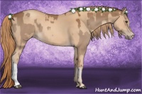 Horse Color:Chestnut  and Gold Champagne 
