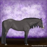Horse Color:Black Splash 