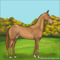 Horse Color:Gray Gold Champagne 