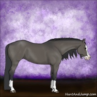 Horse Color:Black Splash 