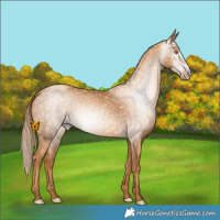 Horse Color:Gray Gold Champagne 