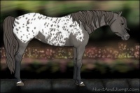 Horse Color:Grullo Appaloosa 