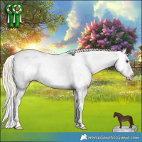 Horse Color:Palomino Tobiano Appaloosa 