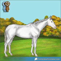 Horse Color:Chestnut Tobiano Appaloosa 