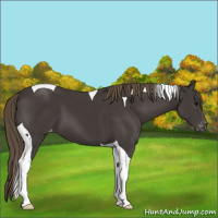 Horse Color:Smoky Black Tobiano Varnish