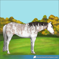 Horse Color:Bay Ice Sabino Splash Rabicano 