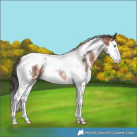 Horse Color:Bay Sabino Splash Tobiano Rabicano 