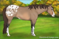Horse Color:Bay Dun Sabino Appaloosa 