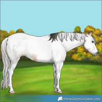 Horse Color:Gray Buckskin Sabino Tobiano Rabicano 