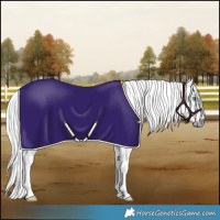 Horse Color:Gray Smoky Creme Sabino Splash Tobiano 