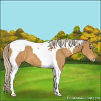 Horse Color:Palomino Tobiano 
