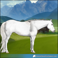 Horse Color:Gray Palomino Tobiano Blanket Rabicano 