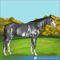 Horse Color:Black Sabino Rabicano 
