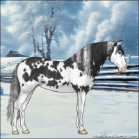 Horse Color:White Spotted Black Splash Appaloosa 