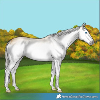 Horse Color:Gray Silver Buckskin Dun Splash Rabicano 