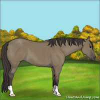Horse Color:Smoky Grullo 