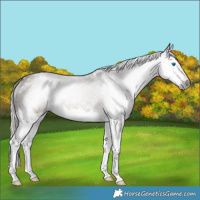 Horse Color:Gray Silver Grullo Splash Rabicano 