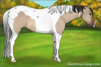Horse Color:Brown Dun Tobiano 