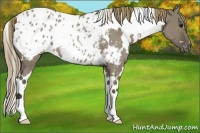 Horse Color:White Spotted Smoky Grullo Appaloosa Rabicano 