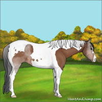 Horse Color:Brown Tobiano 