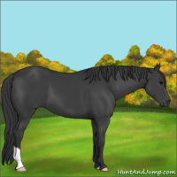 Horse Color:Black 