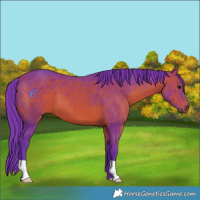 Horse Color:Watercolor Bay 