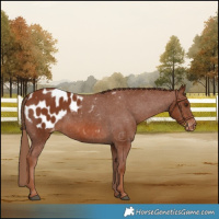 Horse Color:Chestnut Appaloosa 