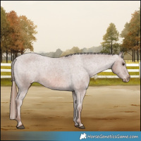 Horse Color:Chestnut Appaloosa 
