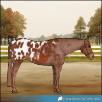 Horse Color:Chestnut Appaloosa 