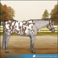 Horse Color:Liver Red Dun Appaloosa 