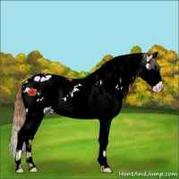 Horse Color:White Spotted Red Dun Splash Appaloosa
