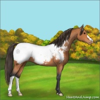 Horse Color:Bay Appaloosa 