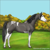 Horse Color:Grullo Splash Tobiano 