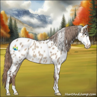 Horse Color:Liver Red Dun Appaloosa 