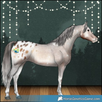 Horse Color:White Spotted Brown Onyx Appaloosa Brindle 