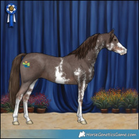Horse Color:Liver Chestnut Sabino 