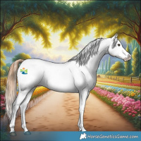 Horse Color:Chestnut Appaloosa 